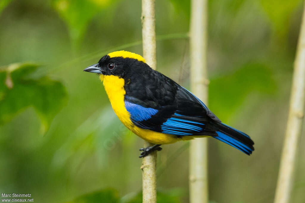 Tangara somptueux