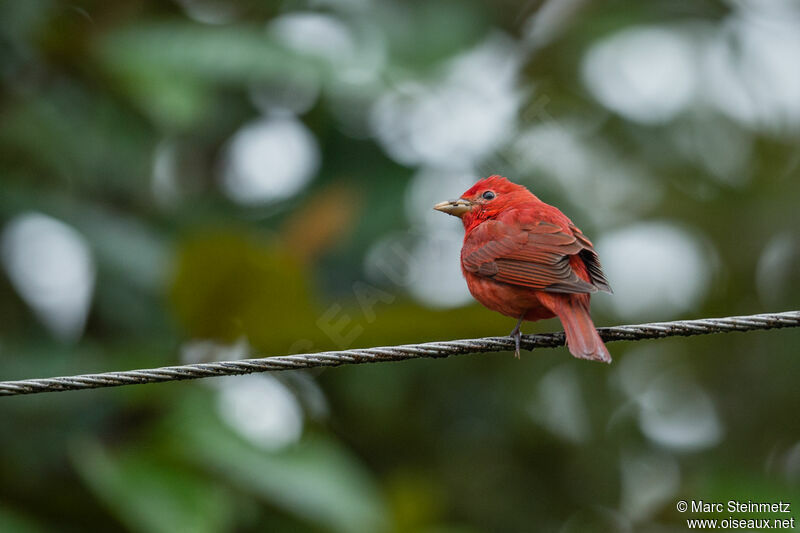 Summer Tanager male