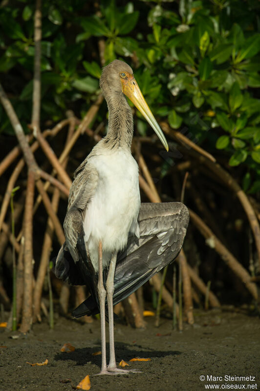 Yellow-billed Storkjuvenile