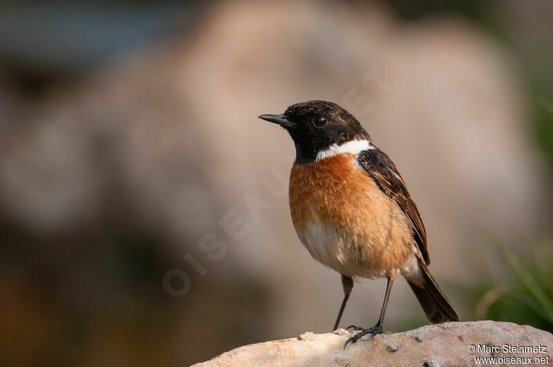 European Stonechat male