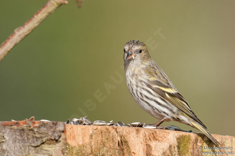 Eurasian Siskin female