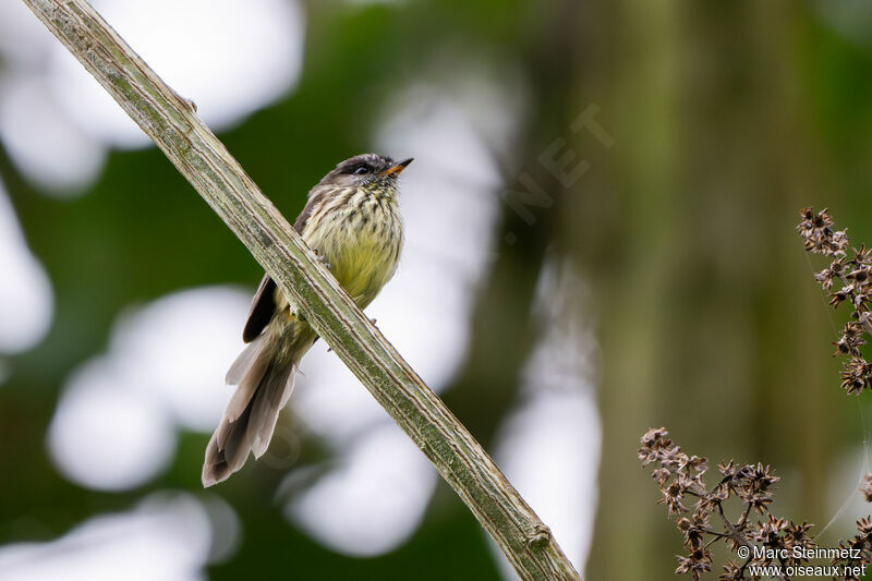 Agile Tit-Tyrant