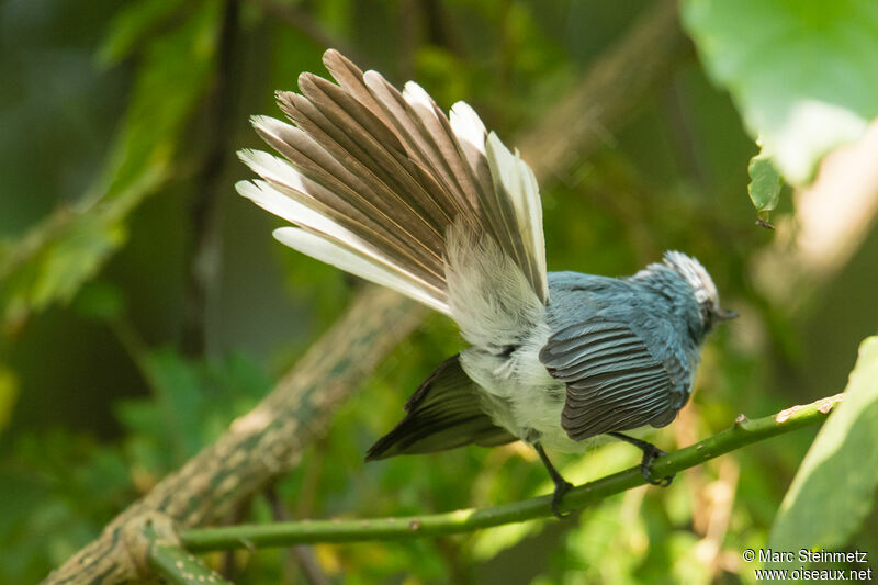 White-tailed Blue Flycatcher