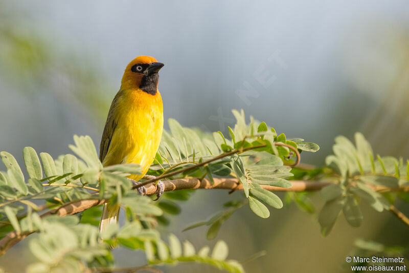 Black-necked Weaver