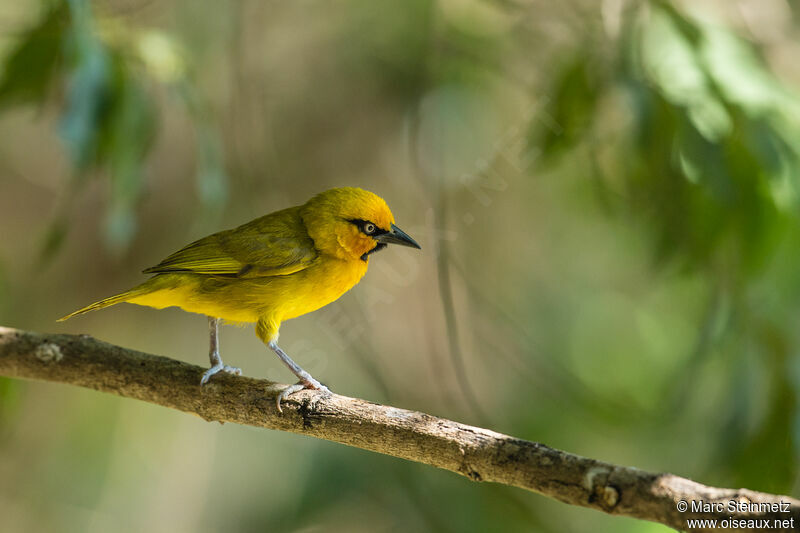 Spectacled Weaver