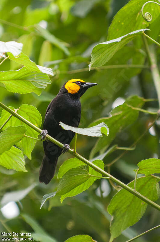 Black-billed Weaver male adult breeding, habitat, pigmentation