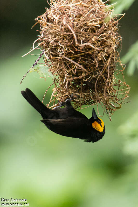 Tisserin à tête jaune mâle adulte nuptial, Nidification