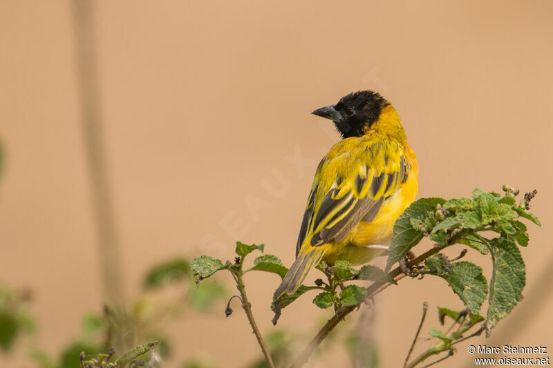 Black-headed Weaver