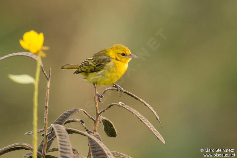 Slender-billed Weaver