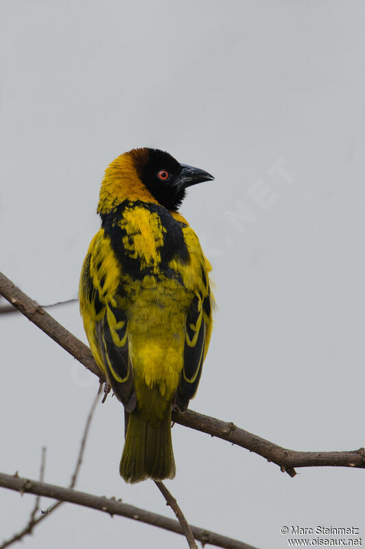 Village Weaver