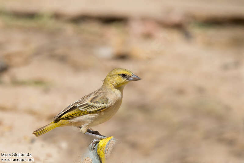 Little Weaver female adult post breeding, identification