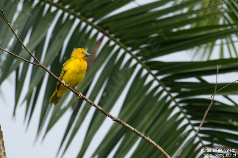 Holub's Golden Weaver