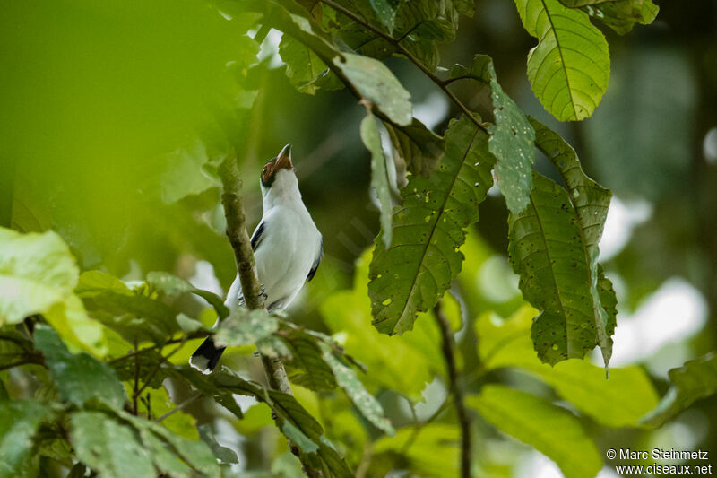 Masked Tityra