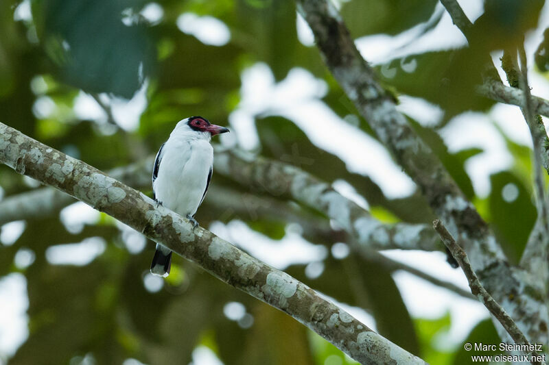 Masked Tityra