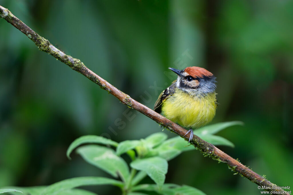 Rufous-crowned Tody-Flycatcher