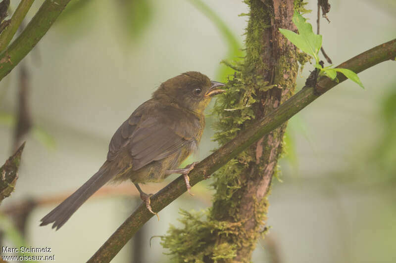 Tohi à bec fortjuvénile, identification