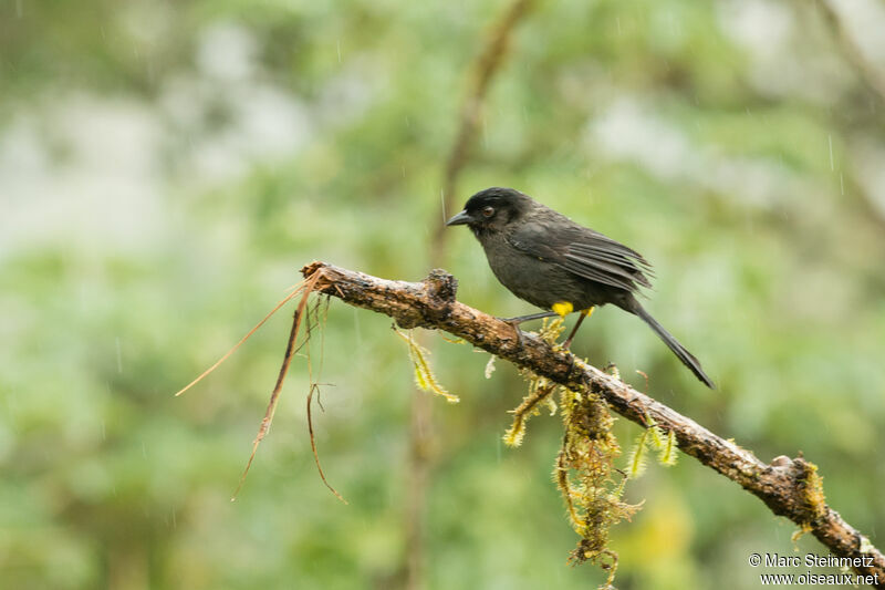 Yellow-thighed Brushfinch