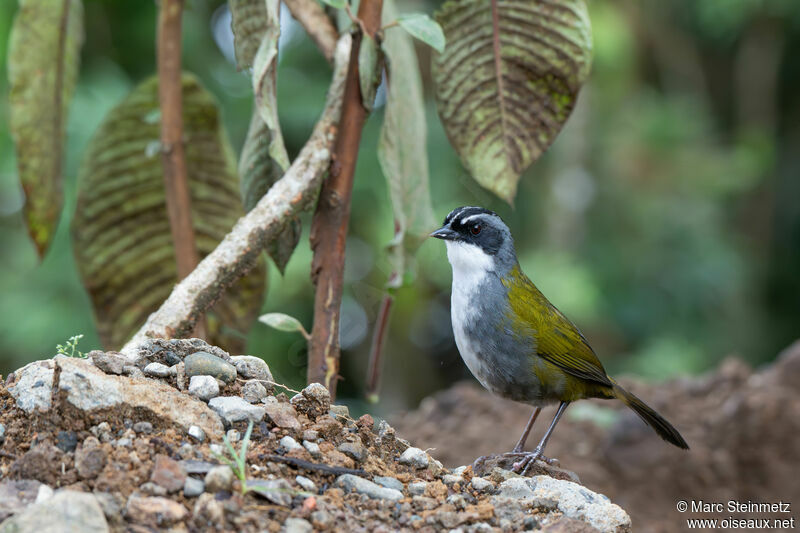 Grey-browed Brushfinch