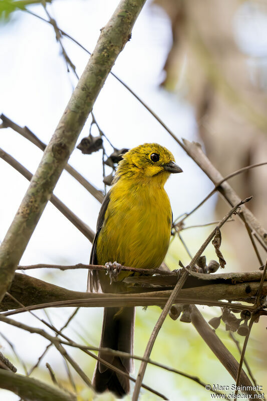 Yellow-headed Brushfinch