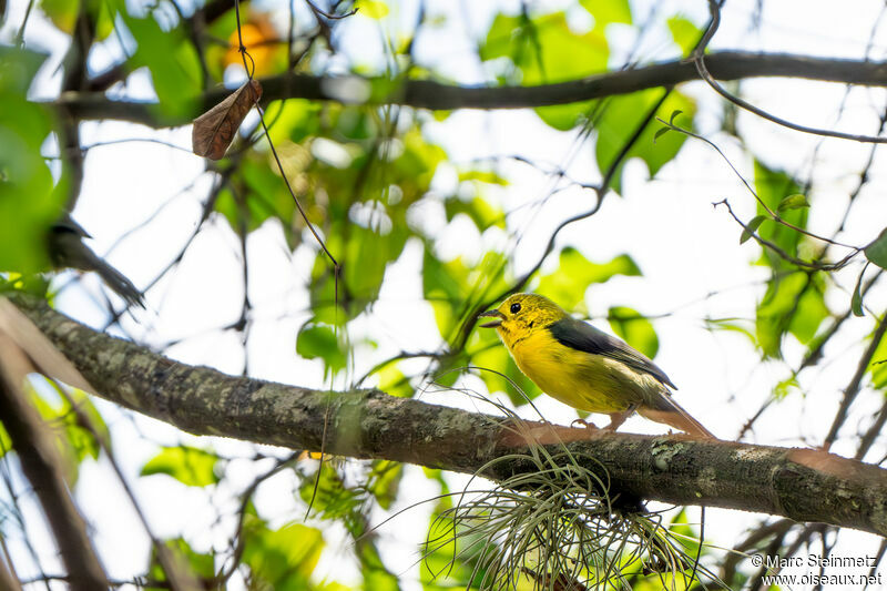 Yellow-headed Brushfinch