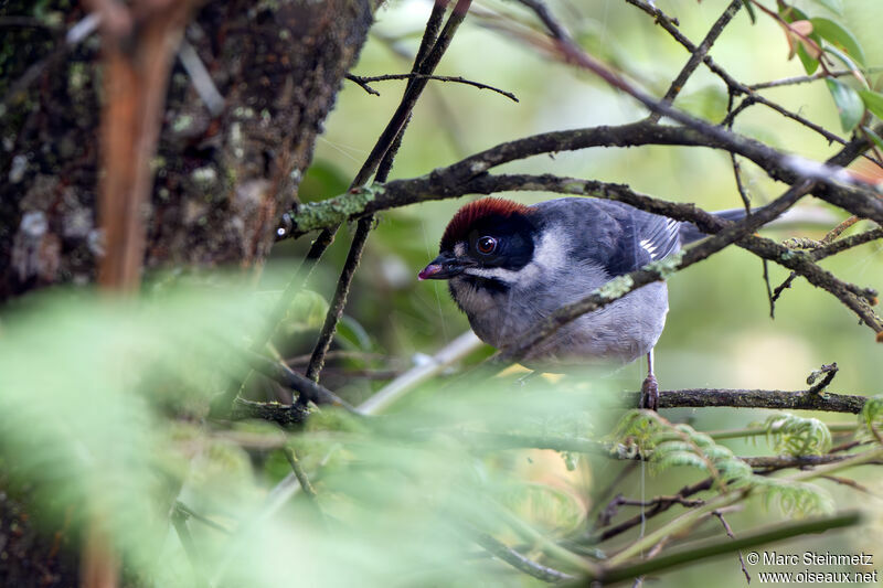 Slaty Brushfinch