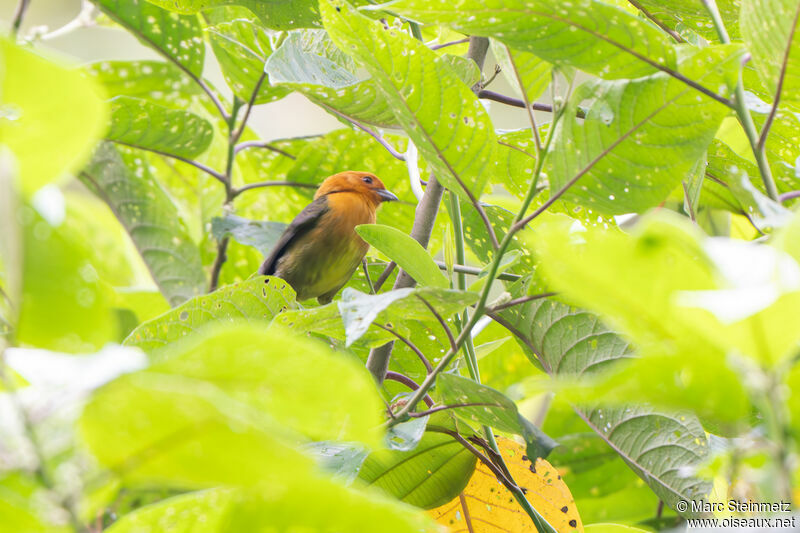 Ochre-breasted Brushfinch