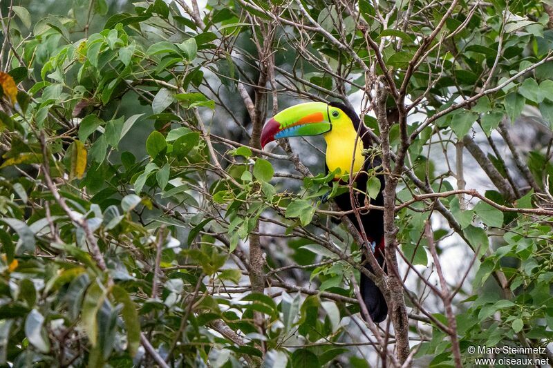 Toucan à carène