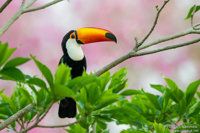 Toco Toucan