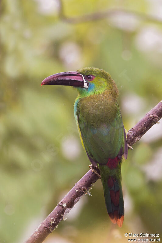 Crimson-rumped Toucanet