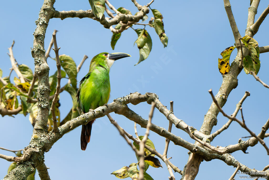 Toucanet à gorge blanche