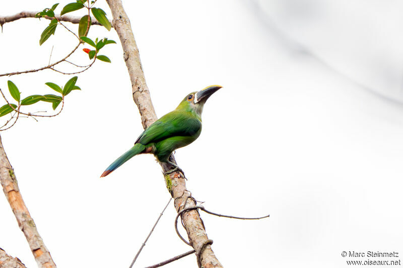 White-throated Toucanet