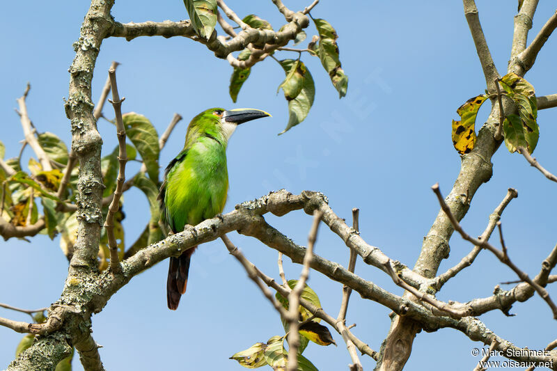 White-throated Toucanet