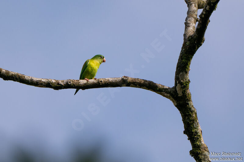 Orange-chinned Parakeet