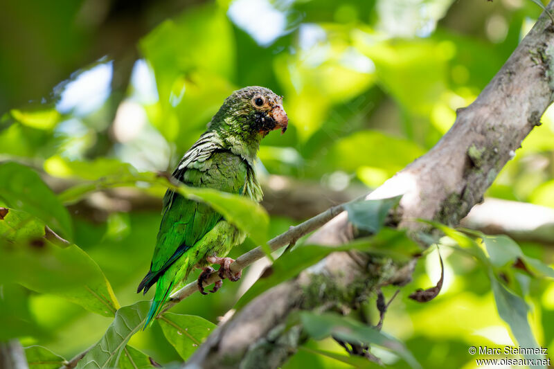 Cobalt-winged Parakeet