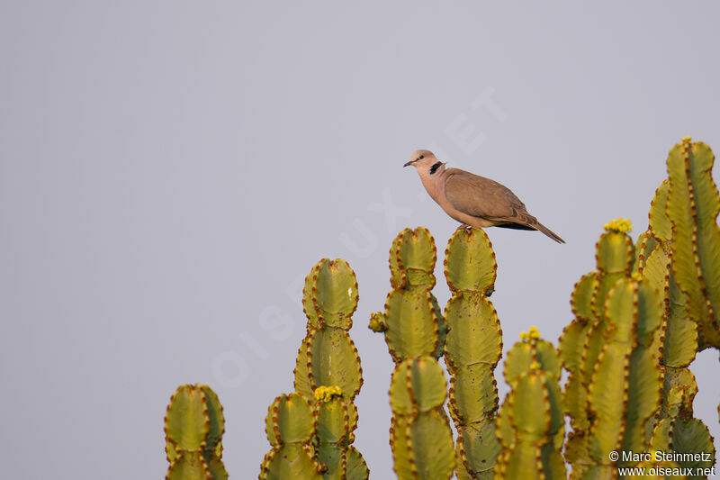 Ring-necked Dove