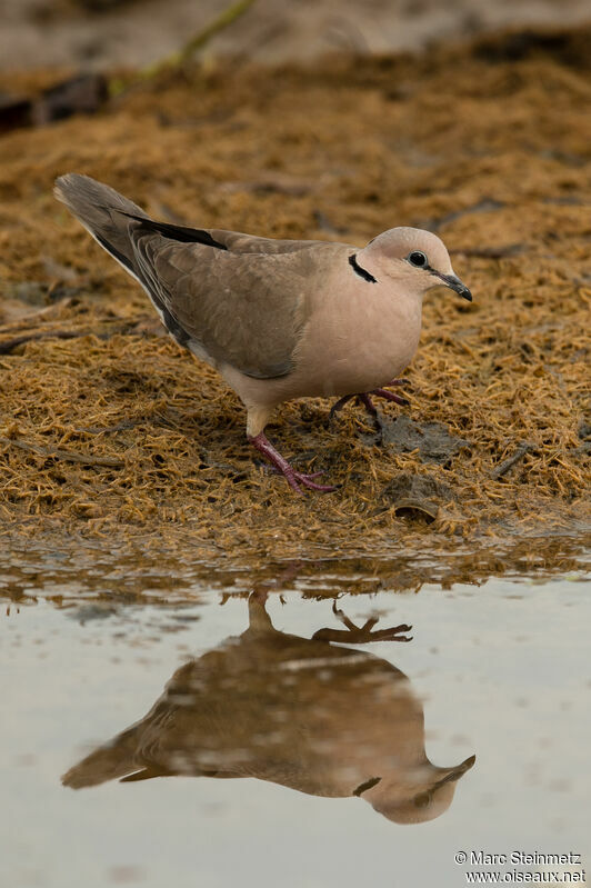 Vinaceous Dove