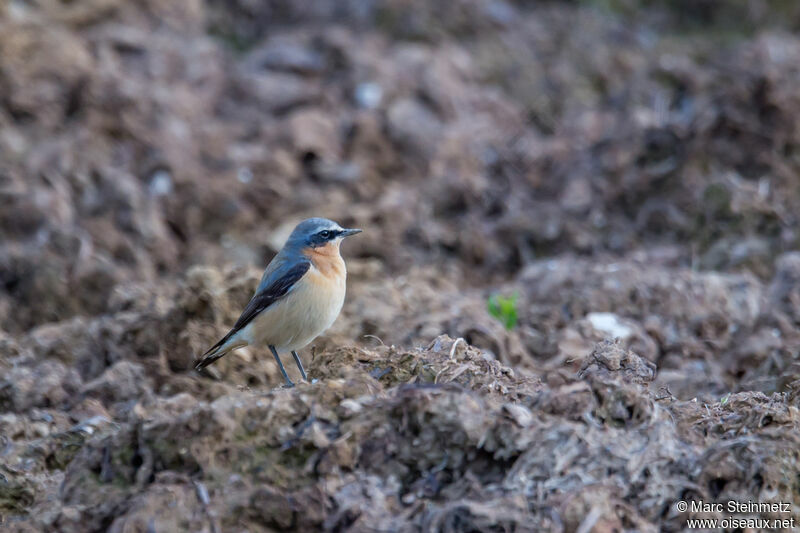 Northern Wheatear