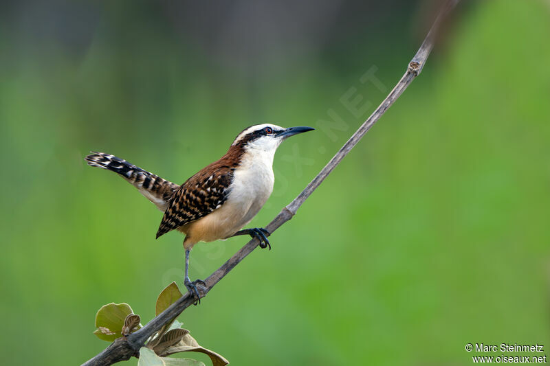 Rufous-backed Wren