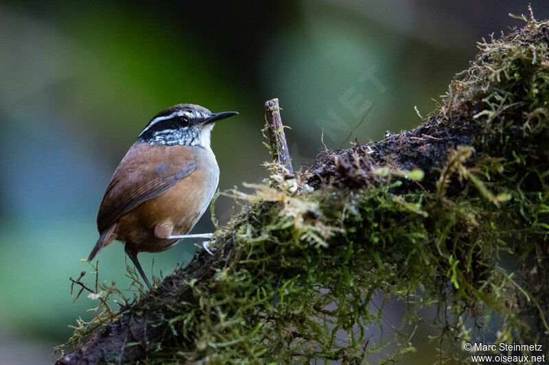 Grey-breasted Wood Wren