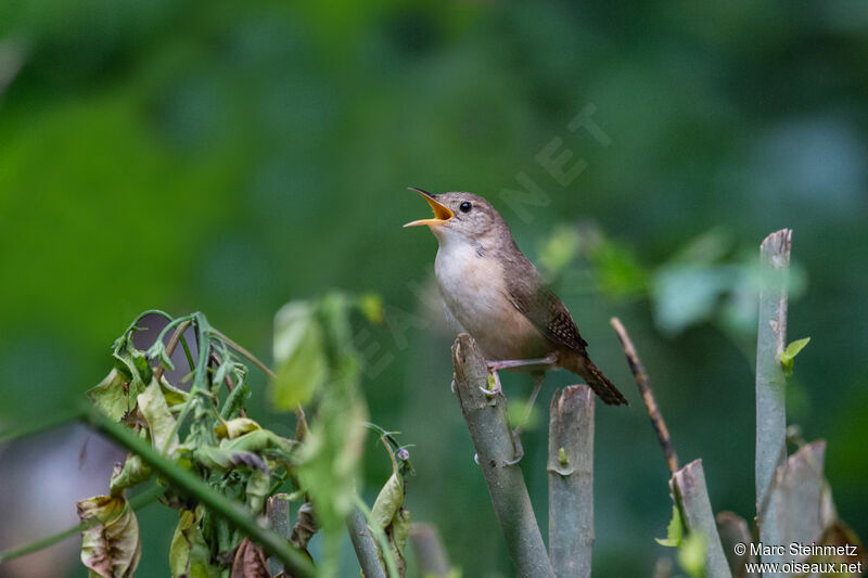 House Wren