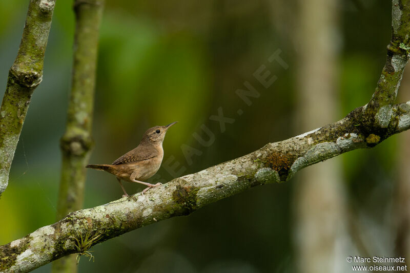 House Wren