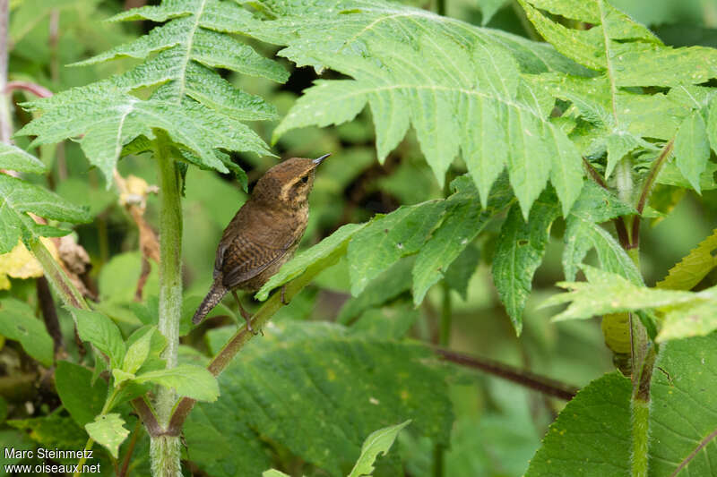 Mountain Wren, habitat, pigmentation