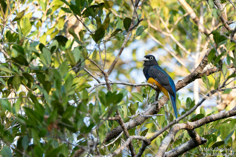 Green-backed Trogon