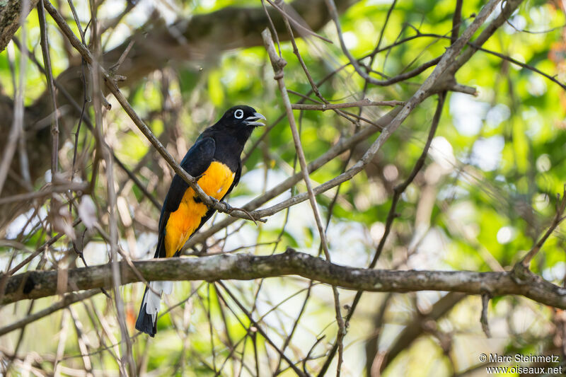 Trogon à tête noire