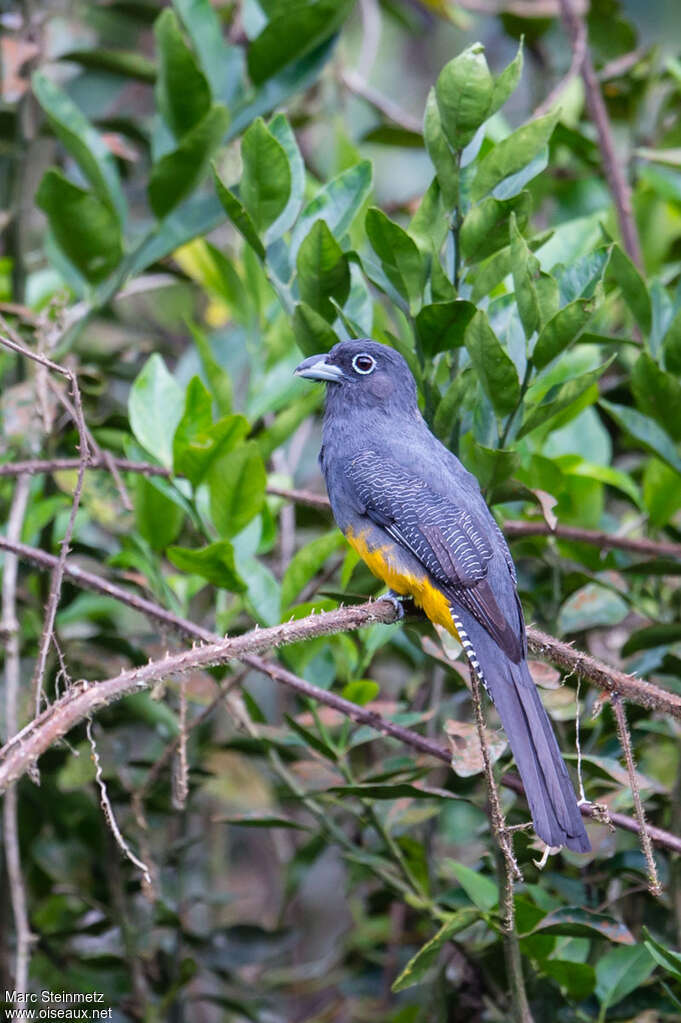 Trogon de Sclater