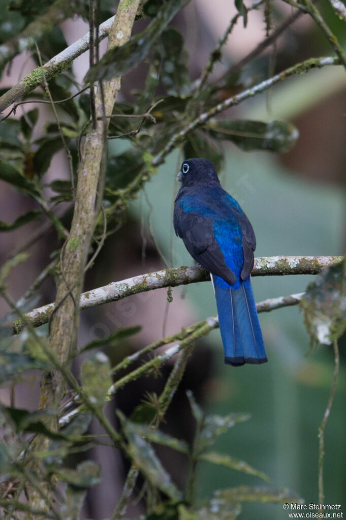 Trogon de Sclater