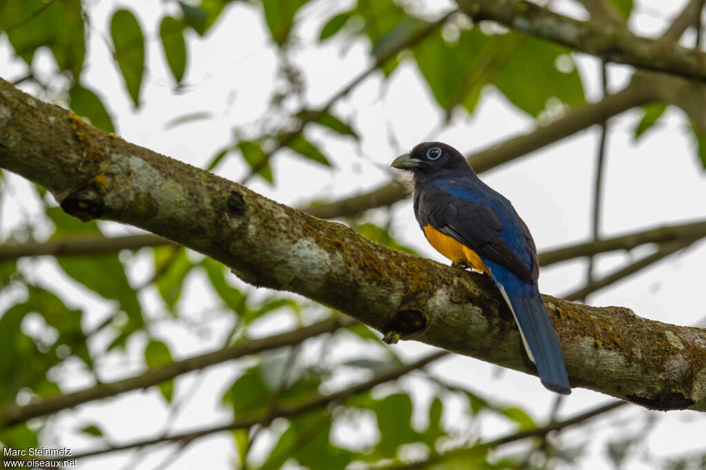 Trogon de Sclater