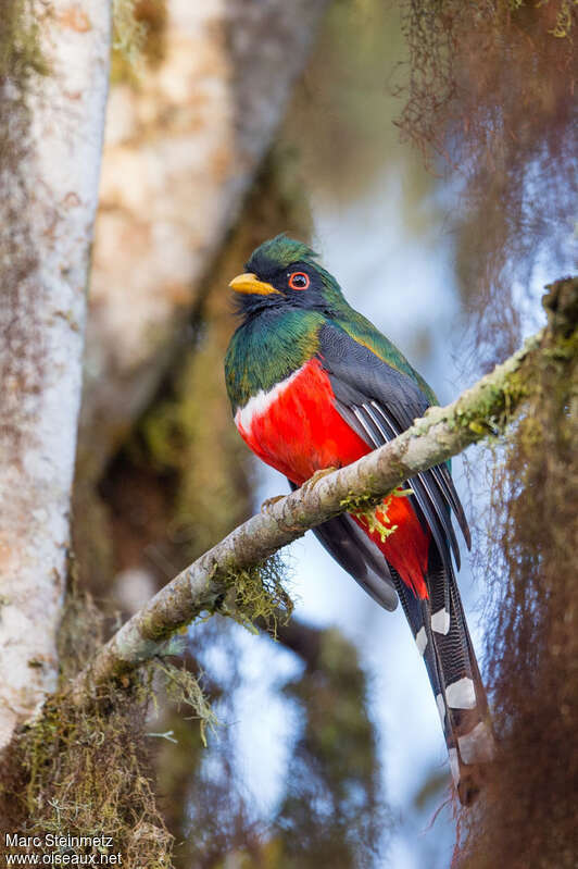 Trogon masqué mâle adulte, identification