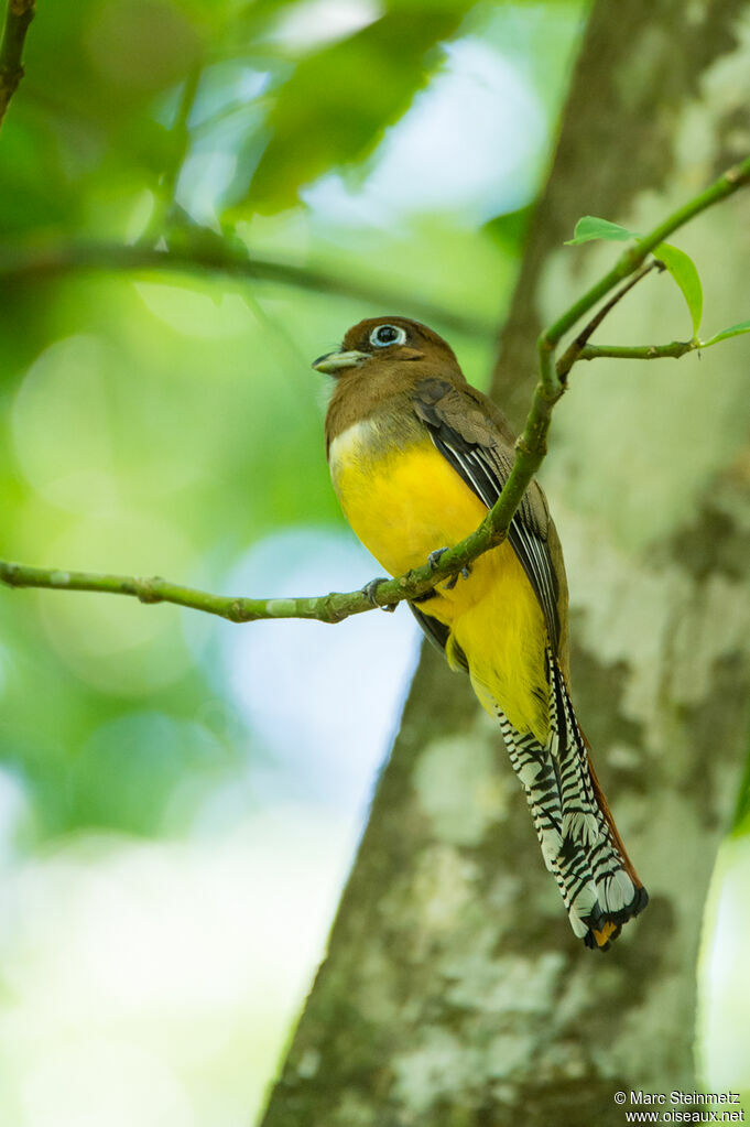 Trogon pattu
