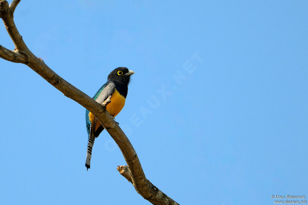Trogon pattu